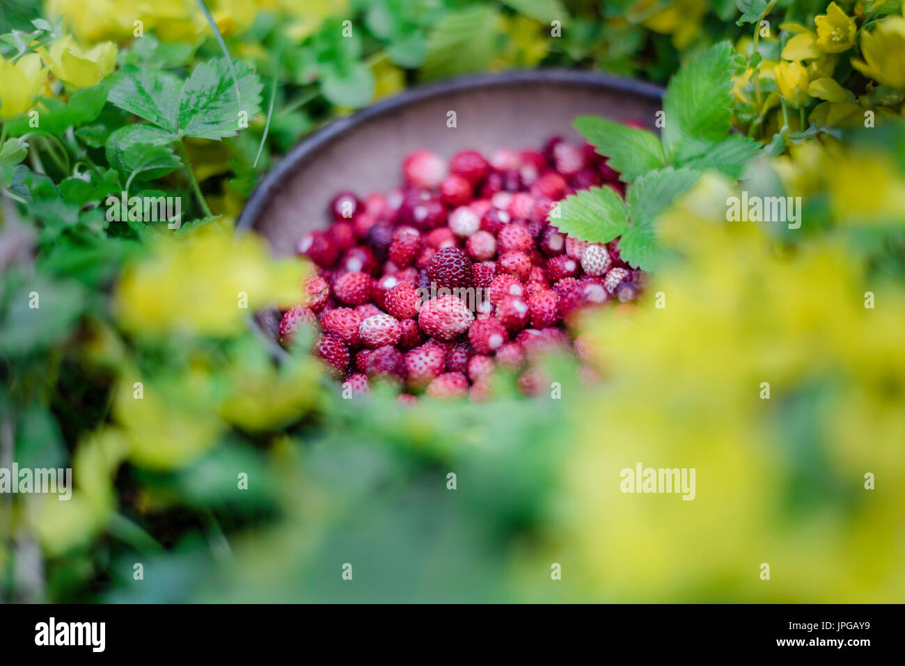 Tasty fresh wild strawberries hi-res stock photography and images - Alamy