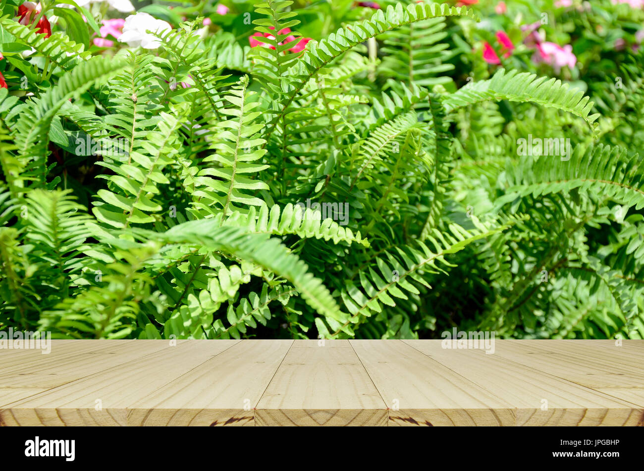 Perspective wood window display with Green garden background. Green garden background of Fishbone Fern or Sword Fern (Nephrolepis cordifolia (L.) Pres Stock Photo