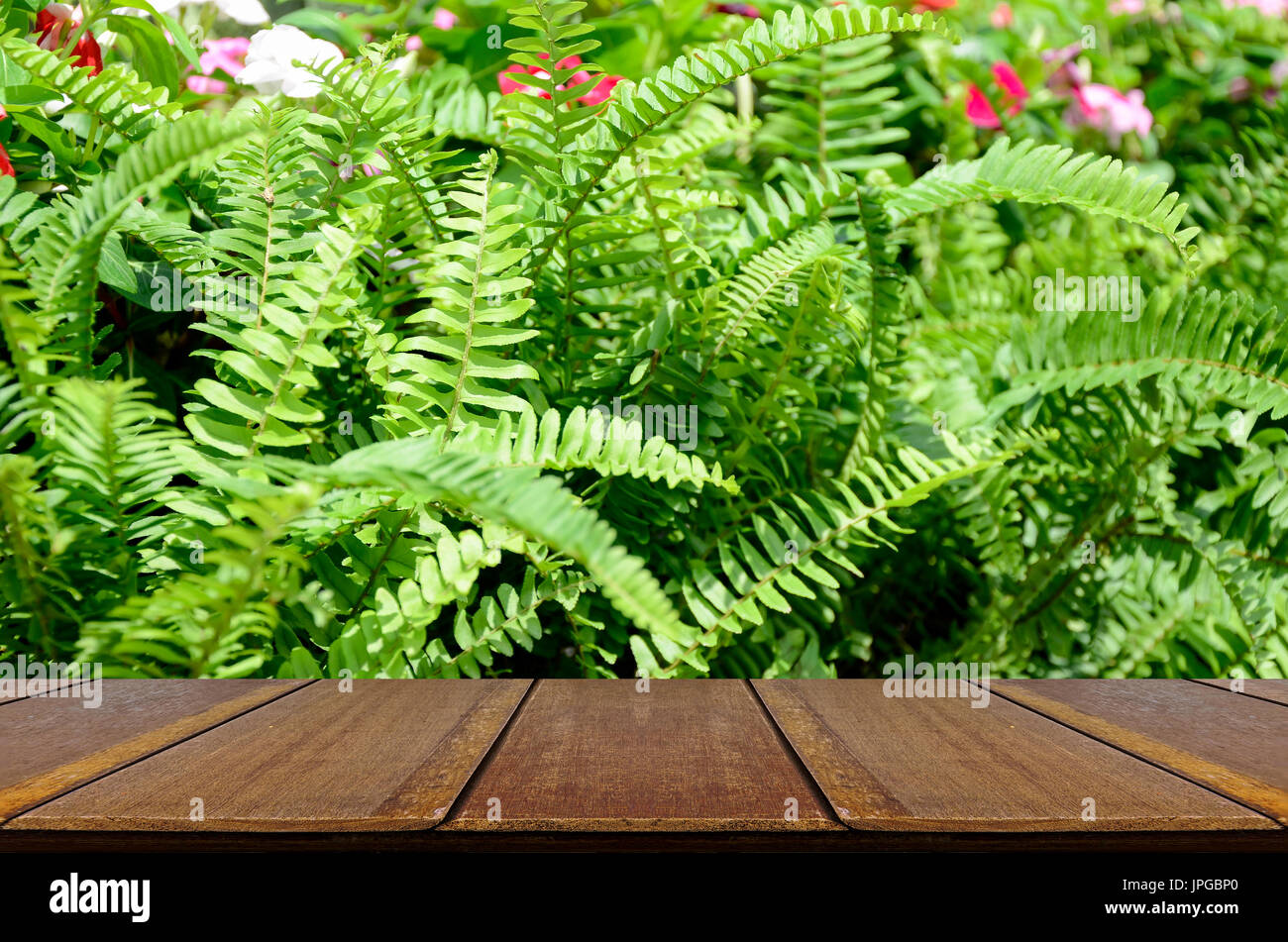 Perspective wood window display with Green garden background. Green garden background of Fishbone Fern or Sword Fern (Nephrolepis cordifolia (L.) Pres Stock Photo