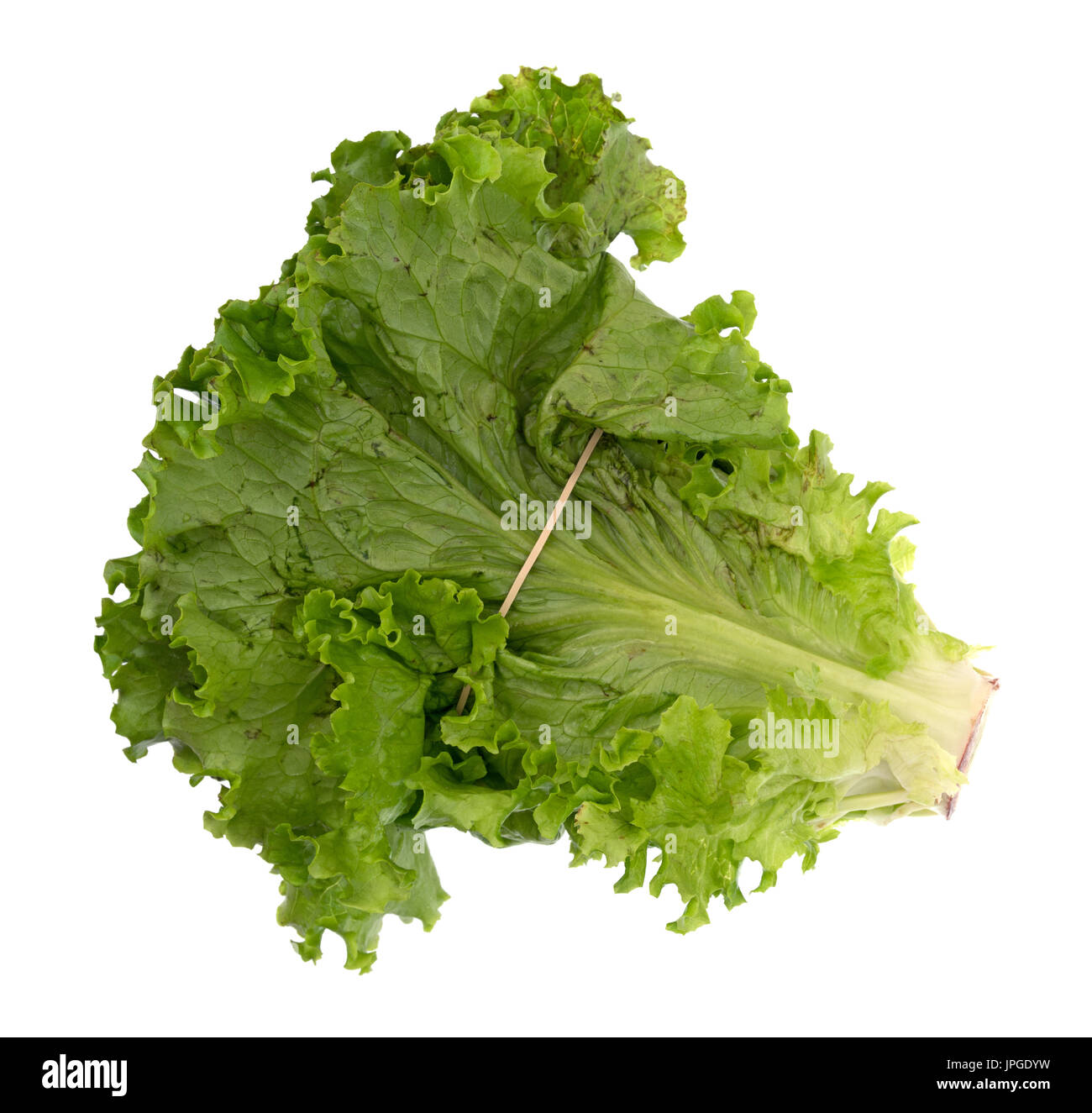 Lettuce Band Logo