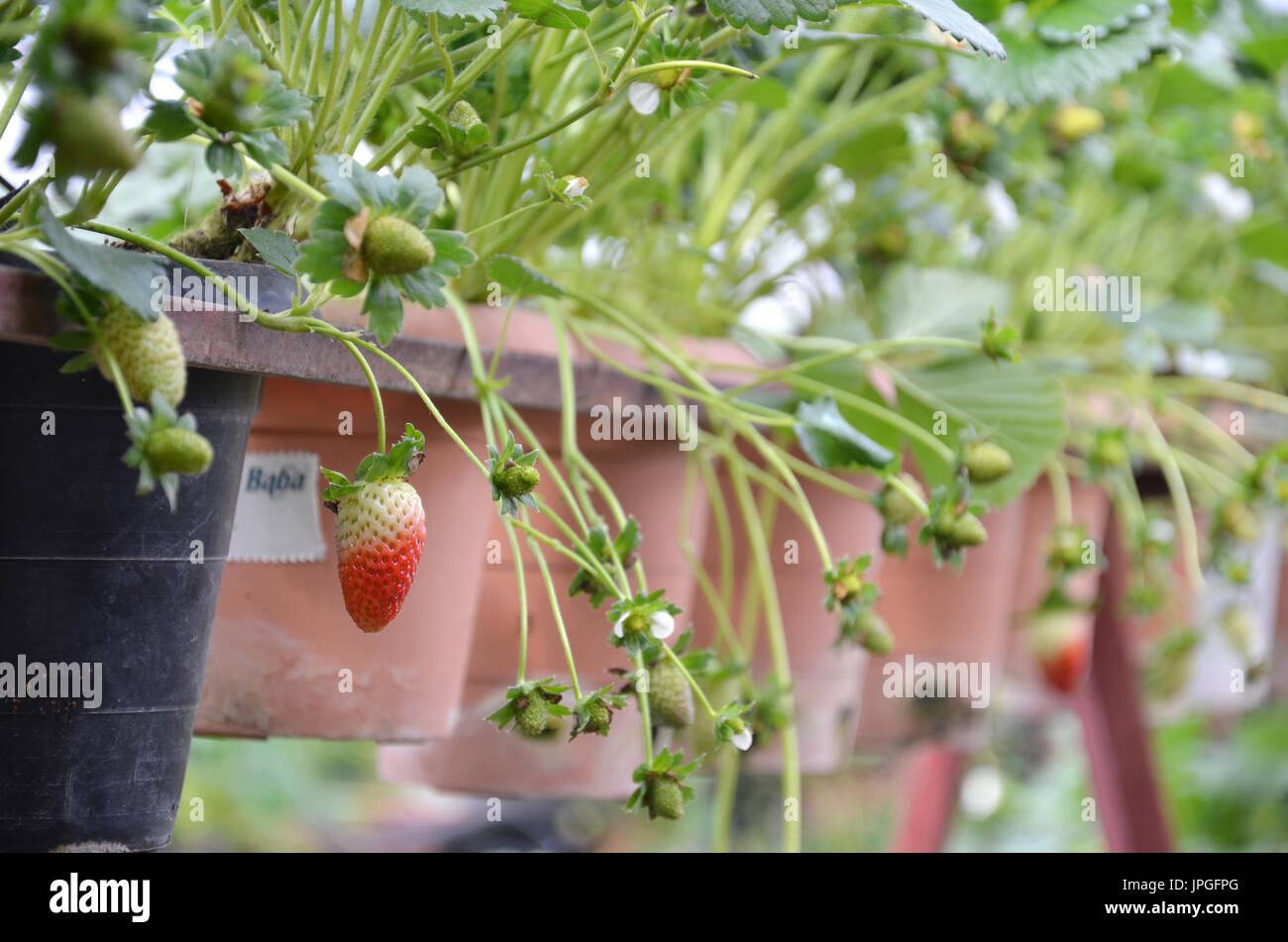 Fresh strawberries that are grown in greenhouses in Cameron Highland ...