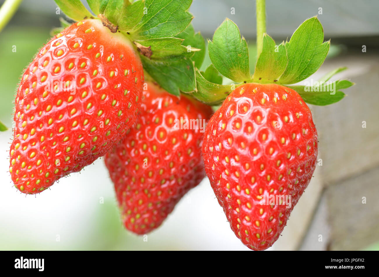 Fresh strawberries that are grown in greenhouses in Cameron Highland ...