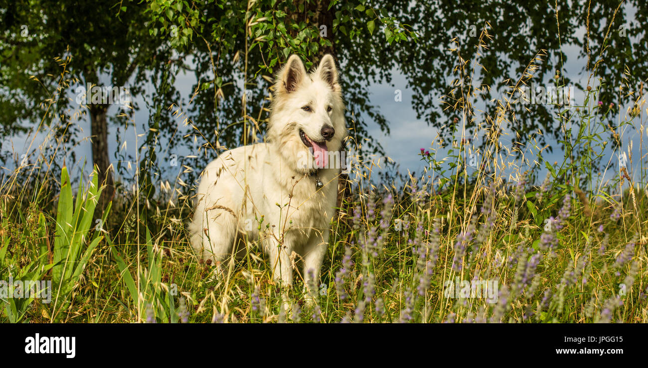 A white dog (a berger blanc suisse or white shepherd) stands amongst the undergrowth looking happy and alert with it's tongue out. Stock Photo