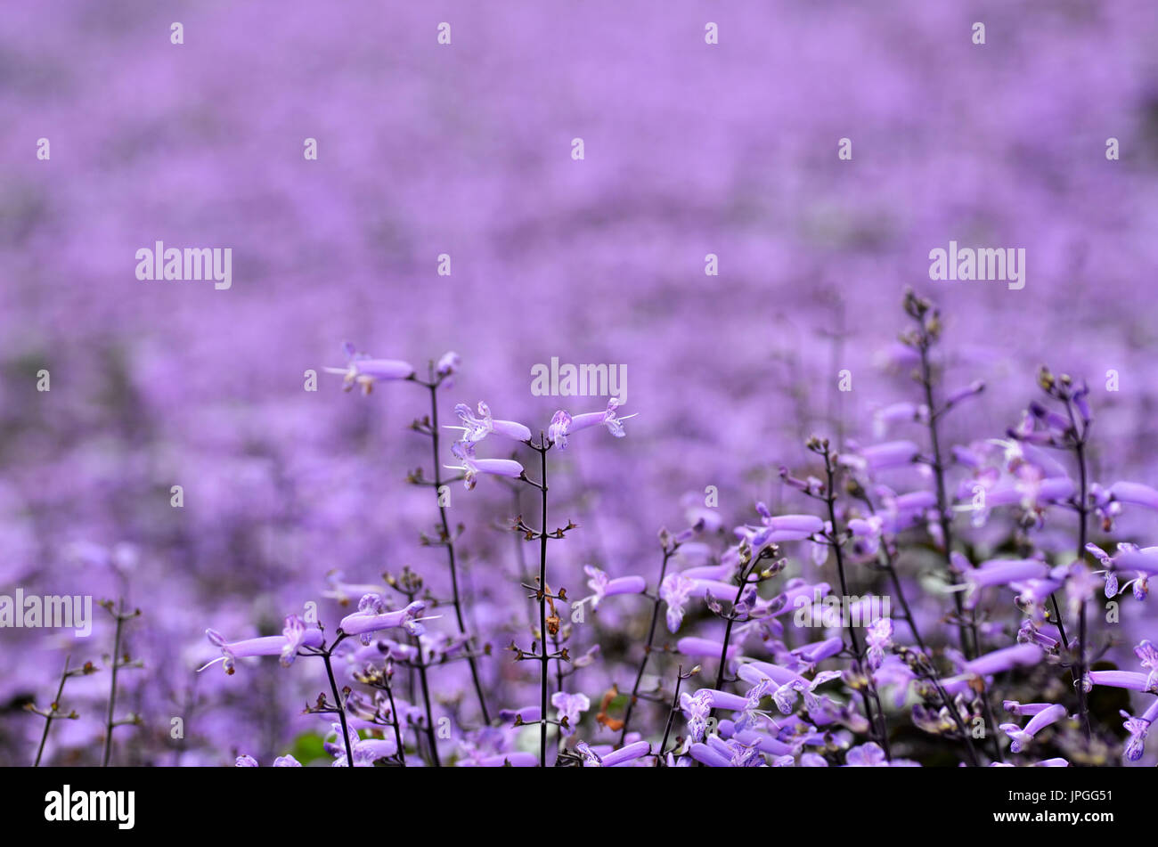 Plectranthus Mona Lavender flowers in the garden Stock Photo - Alamy