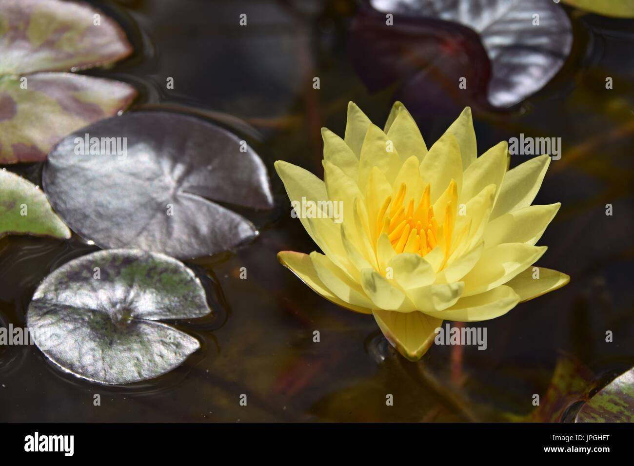 Nymphaea alba, yellow water lily, White lotus Stock Photo