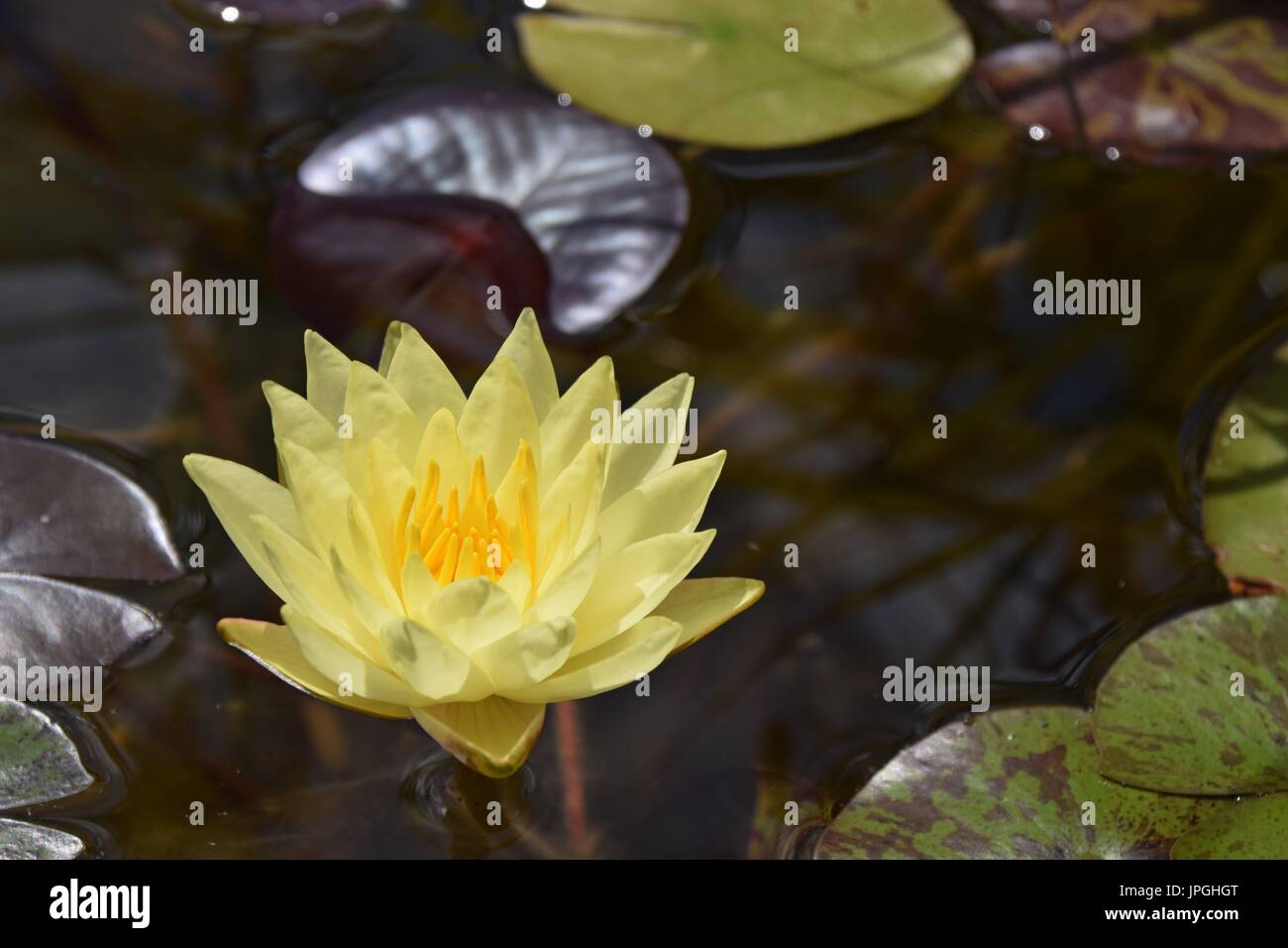 Nymphaea alba, yellow water lily, White lotus Stock Photo
