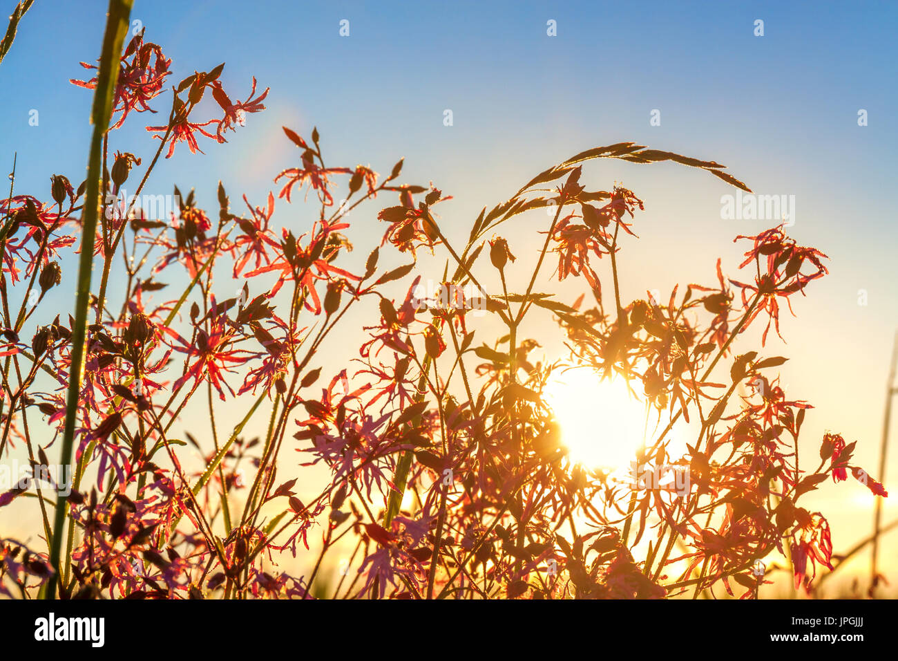 summer rural landscape with a meadow and blossoming flowers. scenery ...
