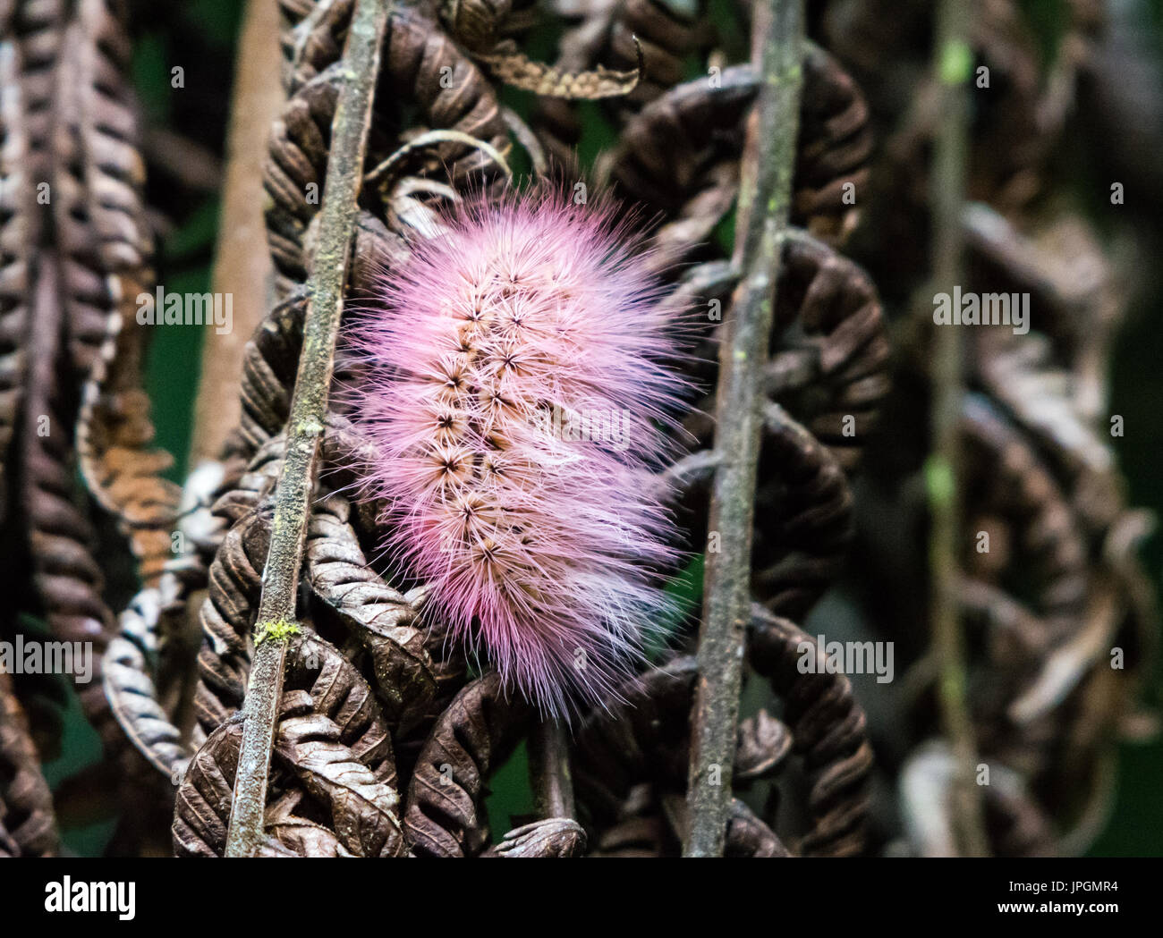 A pink hairy caterpillar. Colombia, South America. Stock Photo