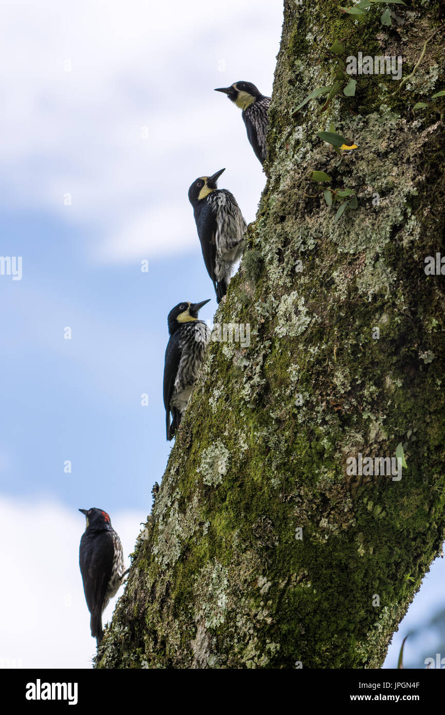 Four Acorn Woodpeckers (Melanerpes formicivorus) perched on a big tree trunk. Colombia, South America. Stock Photo