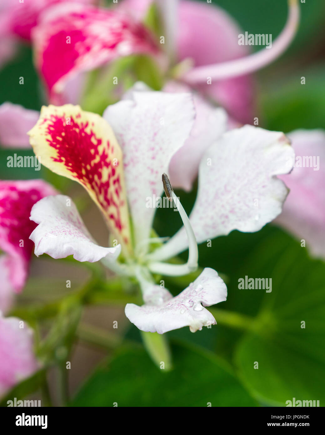 close up of a beautiful orchid blooming on a tree, Bauhinia monandra. Stock Photo