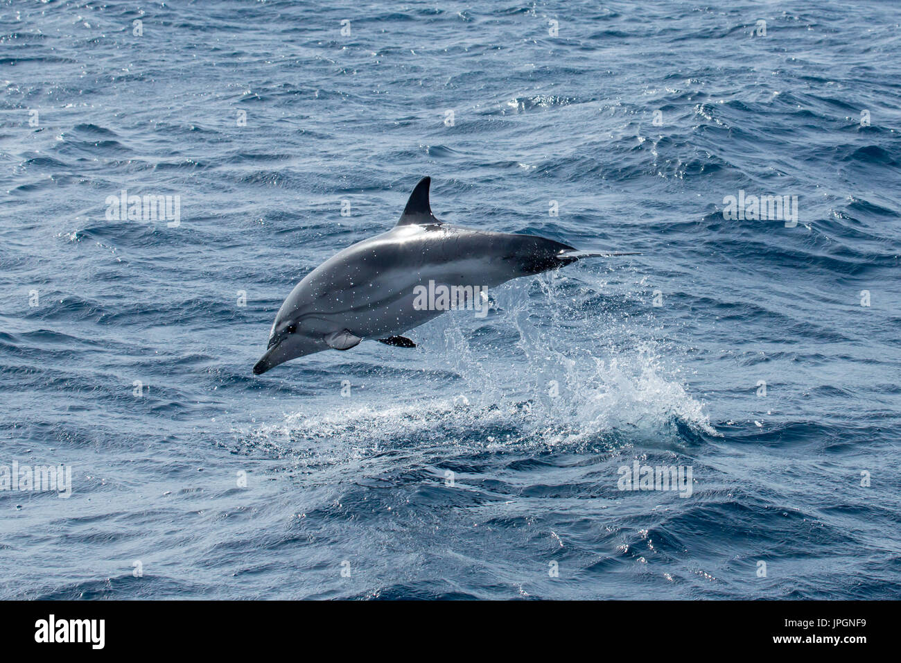 Striped Dolphin (Stenella coeruleoalba) jumping clear out of water at the Strait of Gibraltar Stock Photo