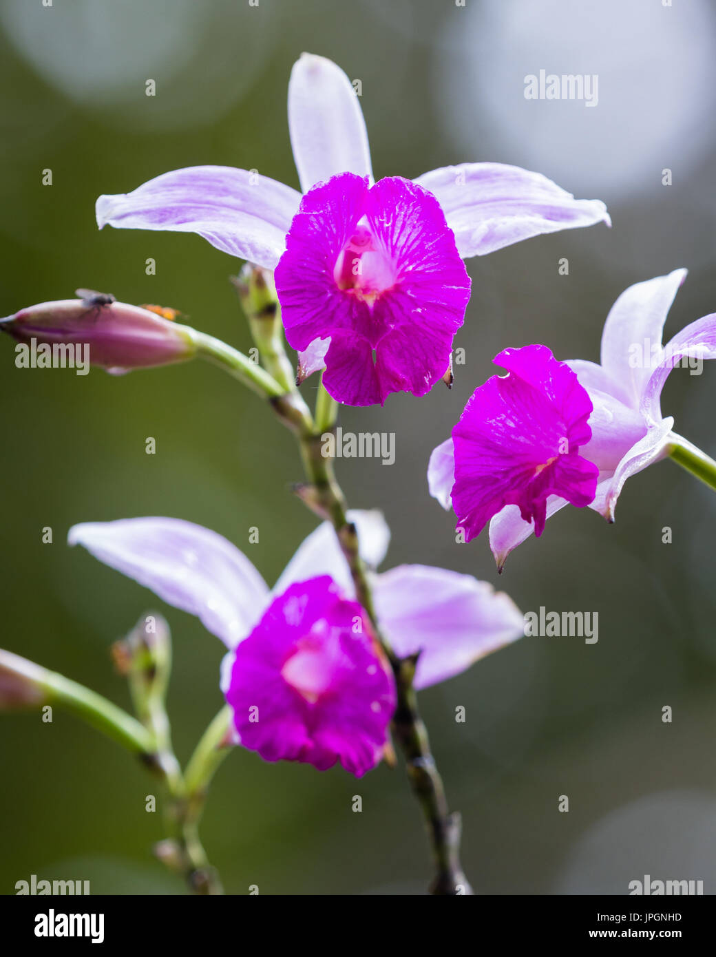 close up of a beautiful bamboo orchid with soft purple petals with a natural background Stock Photo