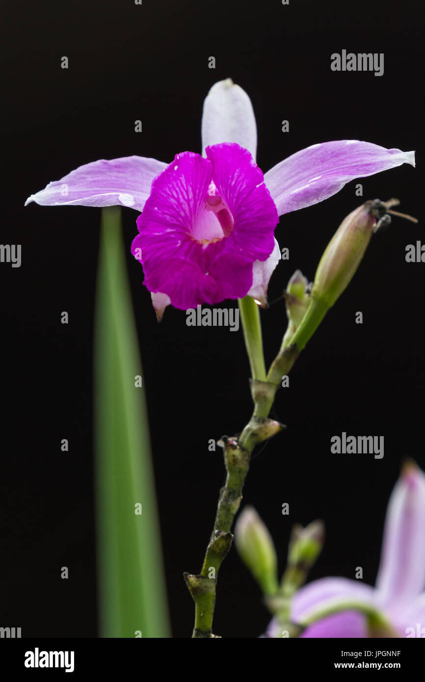 close up of a beautiful bamboo orchid with soft purple petals with a natural dark background Stock Photo