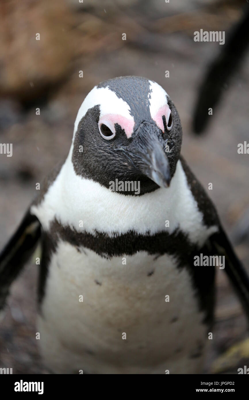 Portrait of African penguin or Jackass Penguin (Spheniscus demersus) at the penguin colony of Stony Point Stock Photo