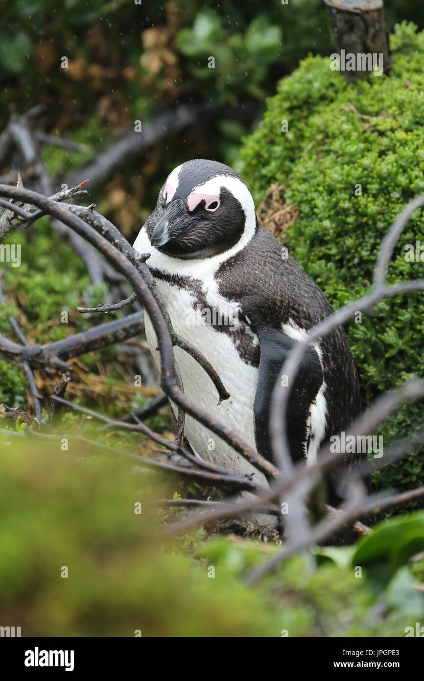 Baby african penguin spheniscus demersus hires stock photography and