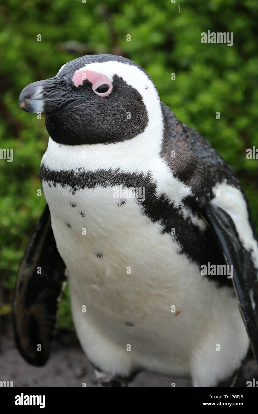 Portrait of African penguin or Jackass Penguin (Spheniscus demersus) at the penguin colony of Stony Point Stock Photo