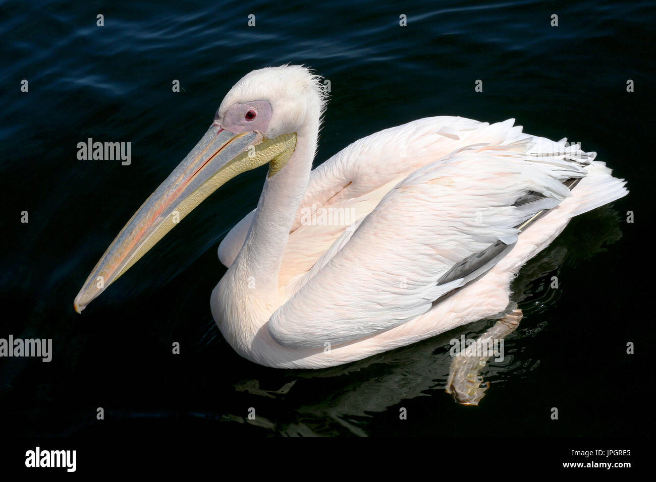 Great White Pelicans (Pelecanus onocrotalus) coming over, hoping to get fed with fish. They are washed with pink and yellow in breeding season. Stock Photo