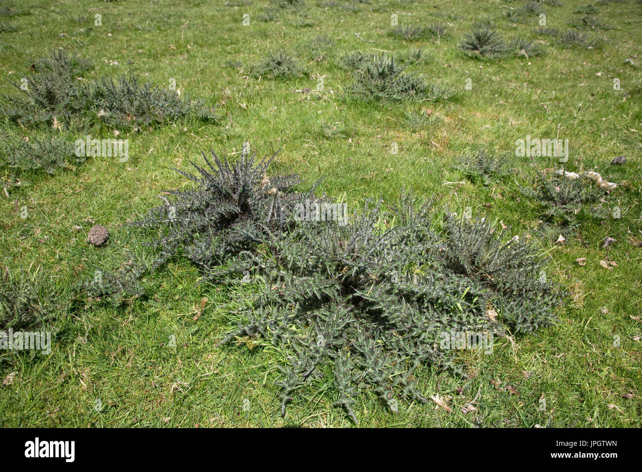 Field full of creeping thistles Cirsium arvense Wales UK Stock Photo