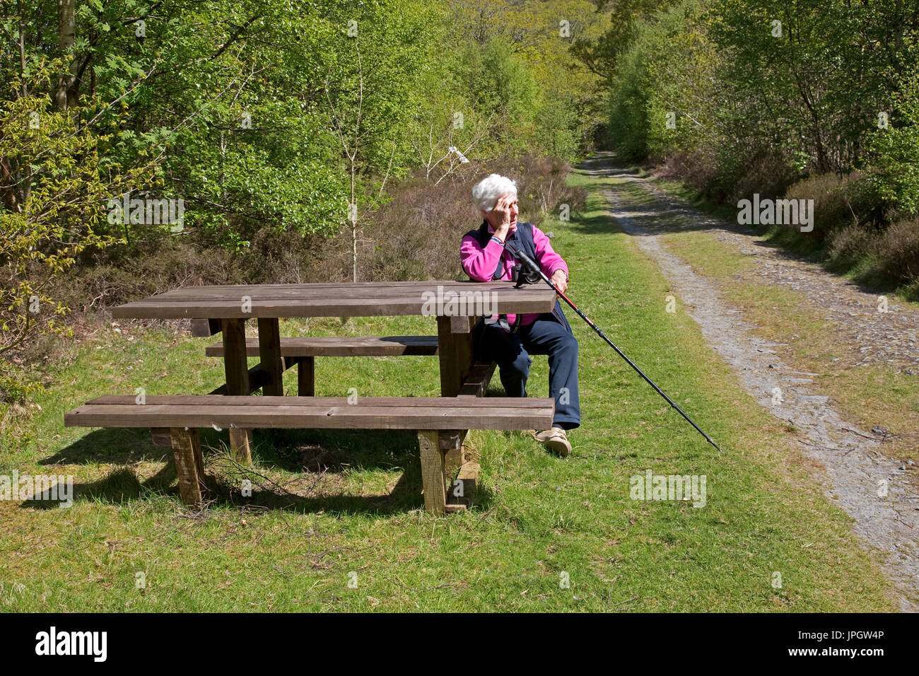Senior woman walker sitting on picnic bench on forest walk Elsan Valley UK Stock Photo
