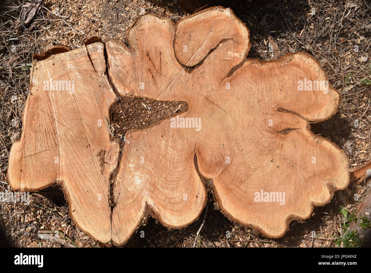 Cross section of Red Cedar (Thuja plicata) tree. About 50 years old Stock Photo