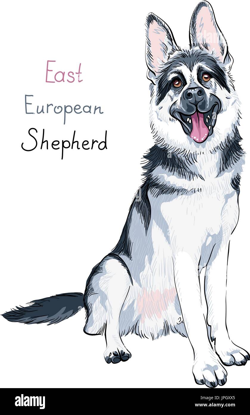 Color sketch dog East European shepherd breed Stock Vector