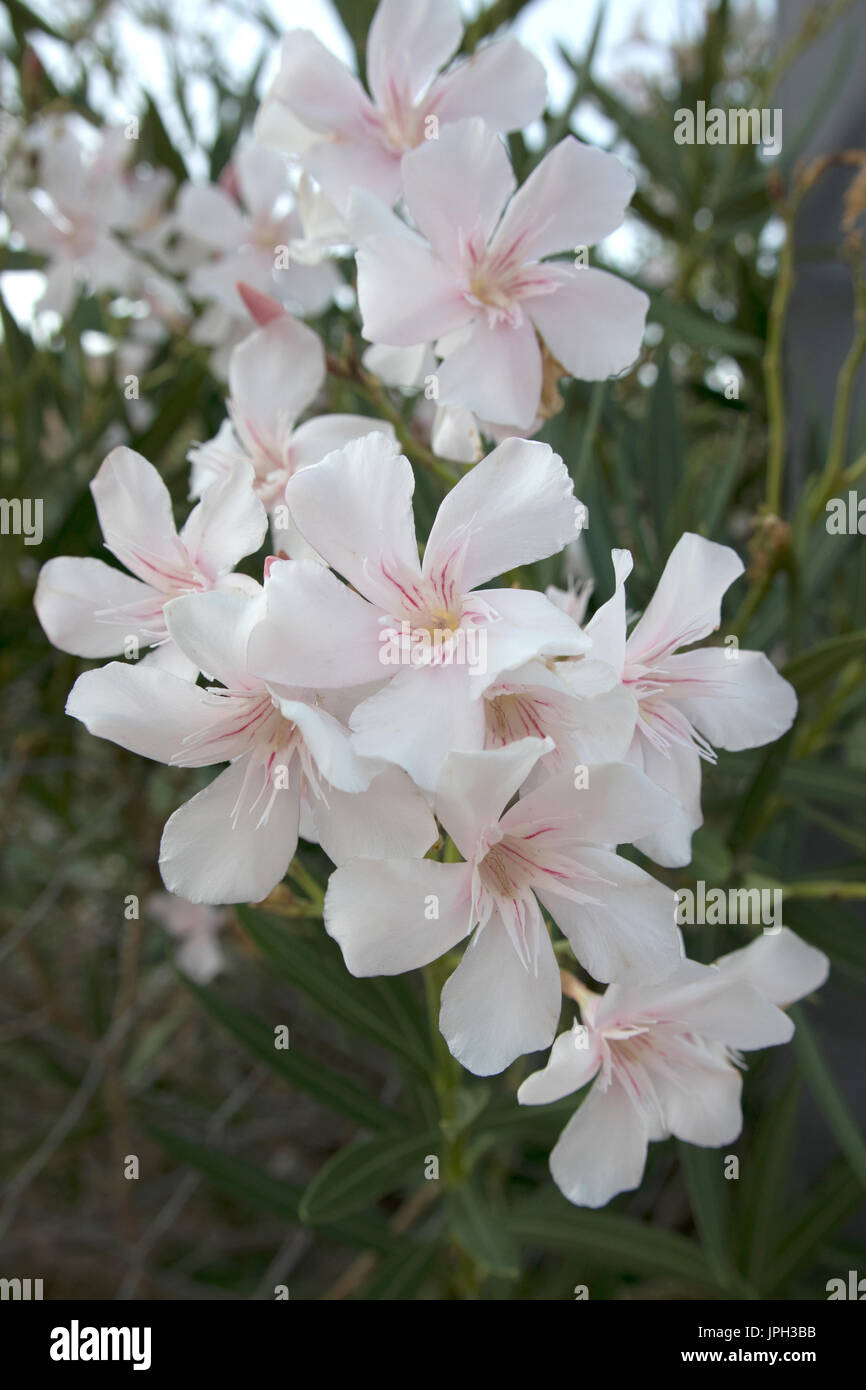 Nerium oleander, white and pink, Halki, Greece Stock Photo