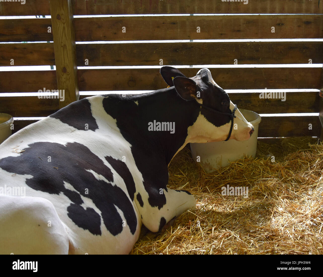Holstein cow barn hi-res stock photography and images - Alamy