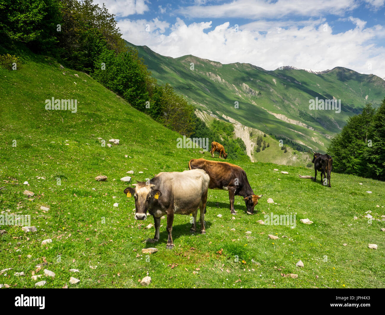 Idyllic landscape in mountains with cows grazing in fresh green meadows ...