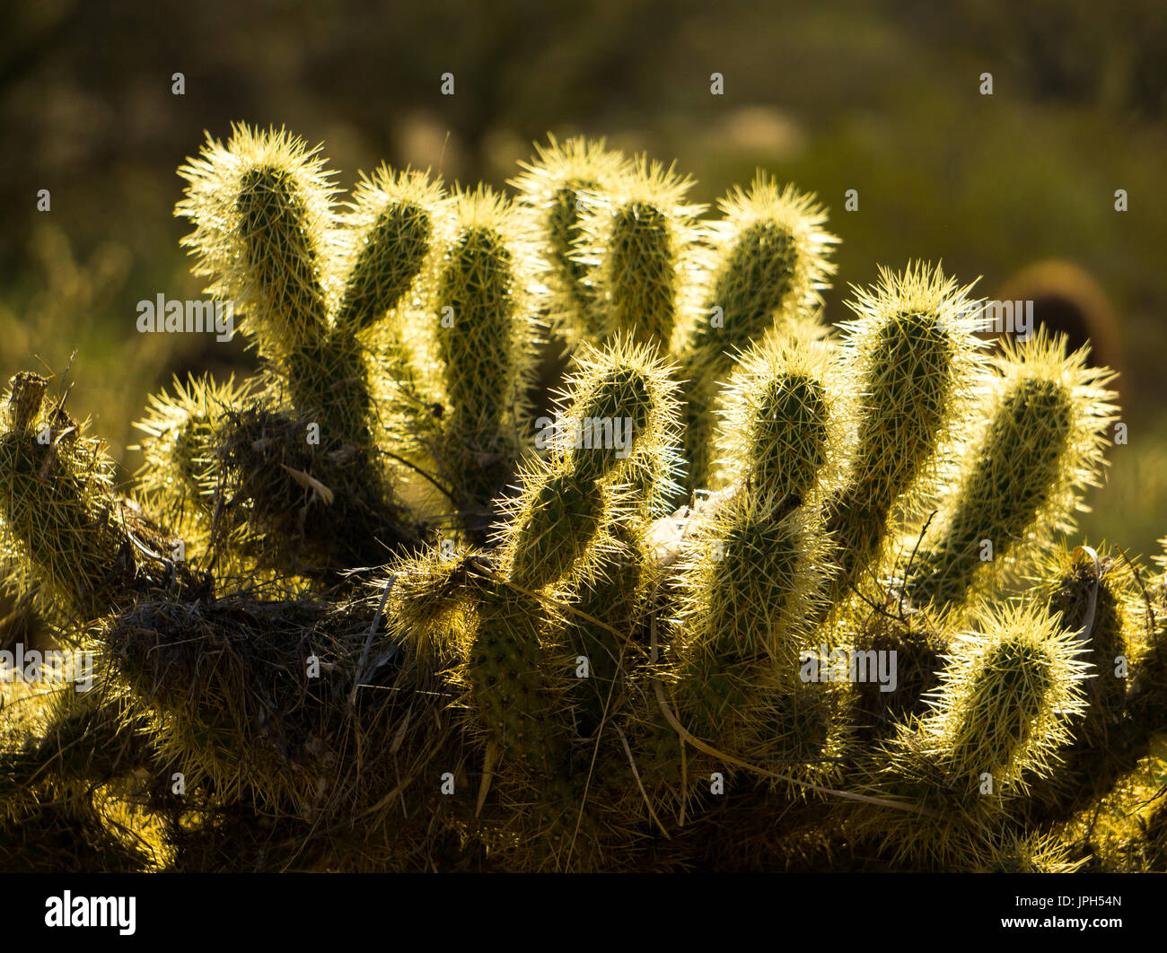 there are so many difference kinds of plants in the desert that cannot