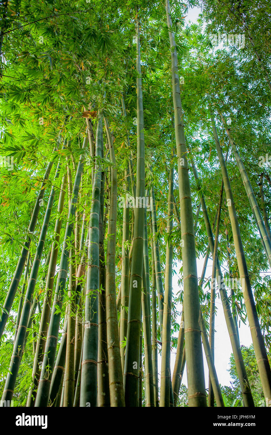 Bamboo forest in the Philippines Stock Photo: 151584040 - Alamy