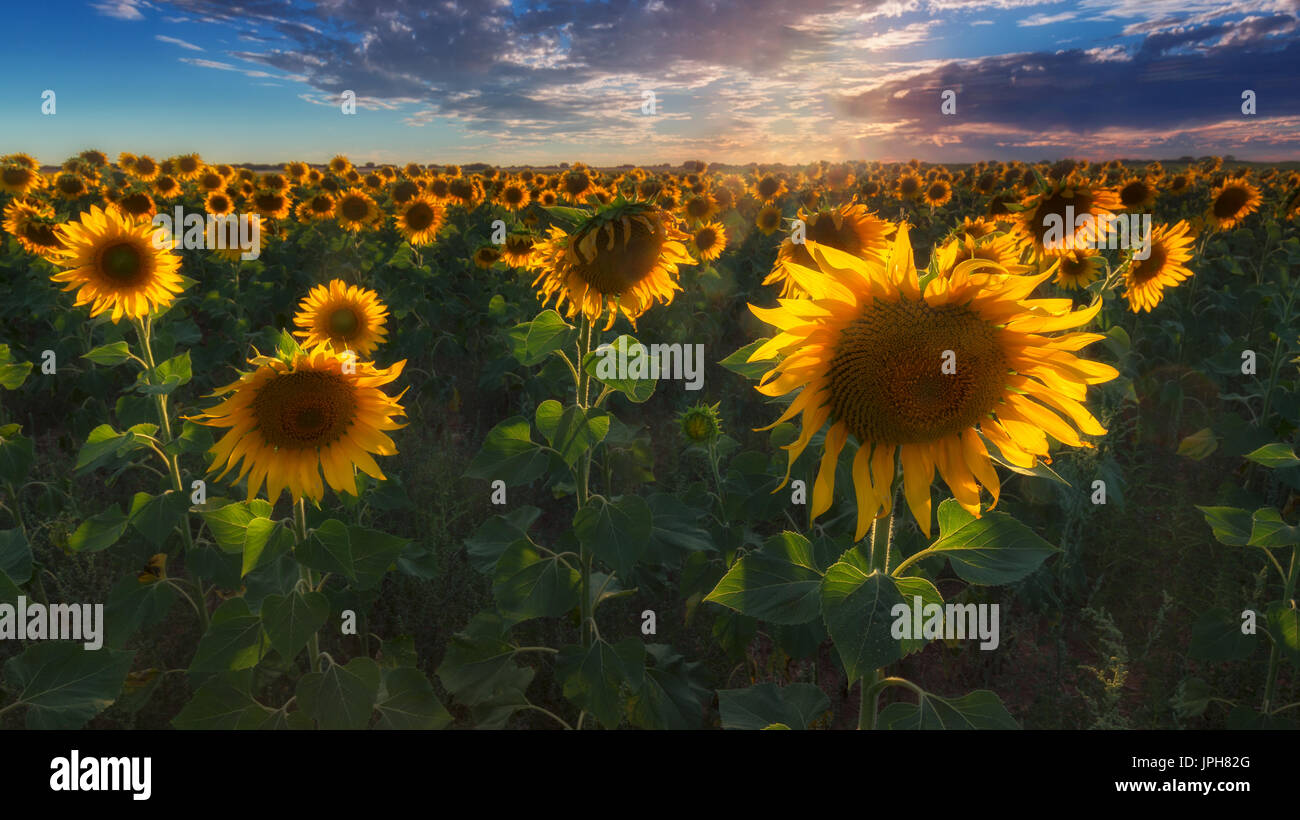 Sunflower field at sunset Stock Photo - Alamy