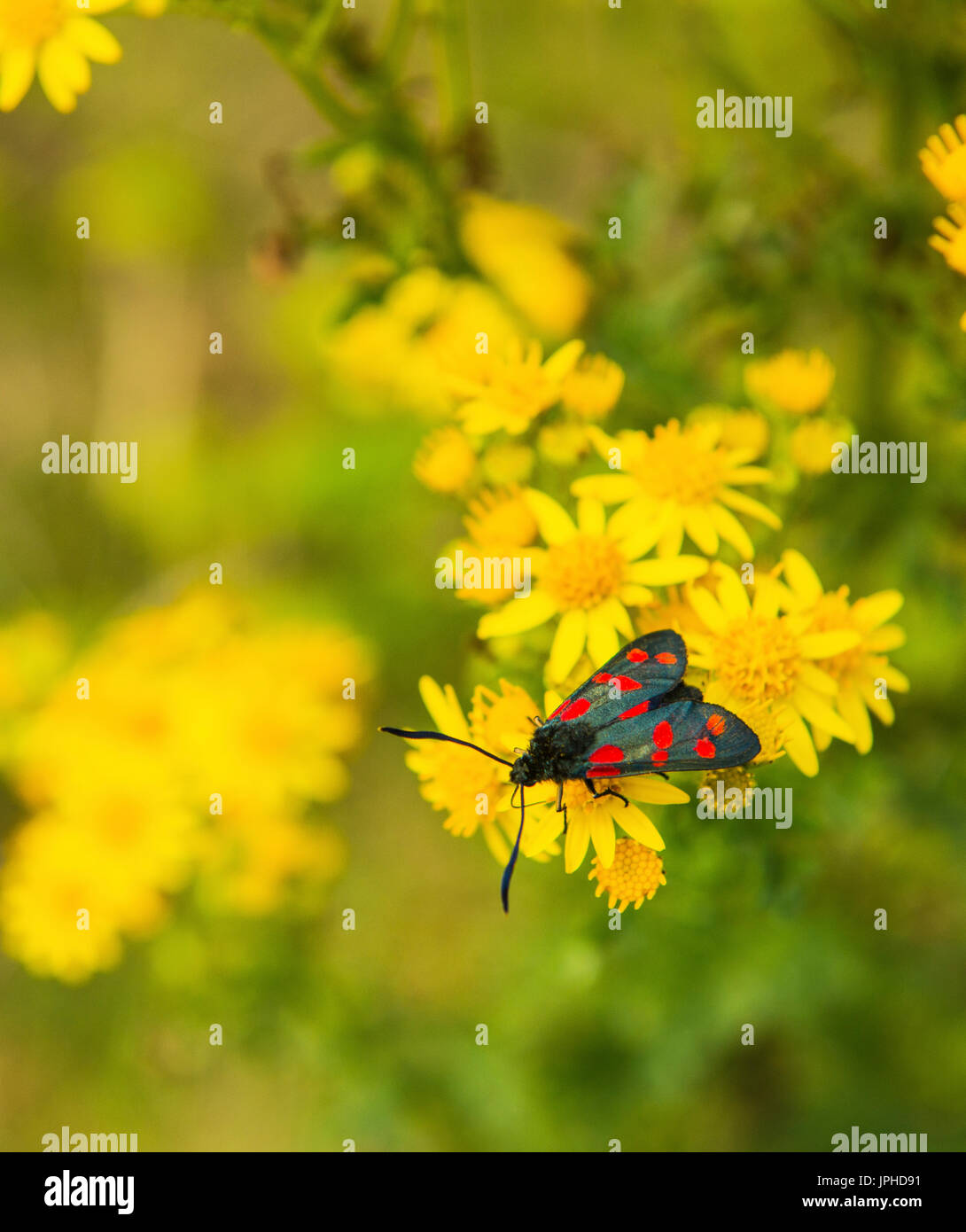 Black and red Spotted Burnet Moth on Ragwort Stock Photo