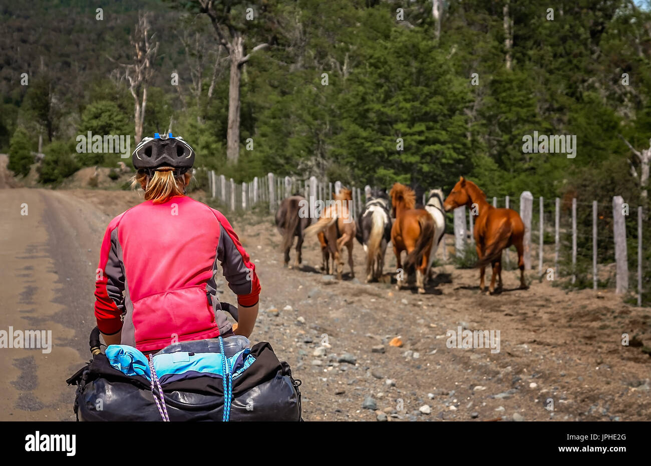 Woman cycling on the remote Carretera Austral road in southern Chile, following group of wild horses running in front of her Stock Photo