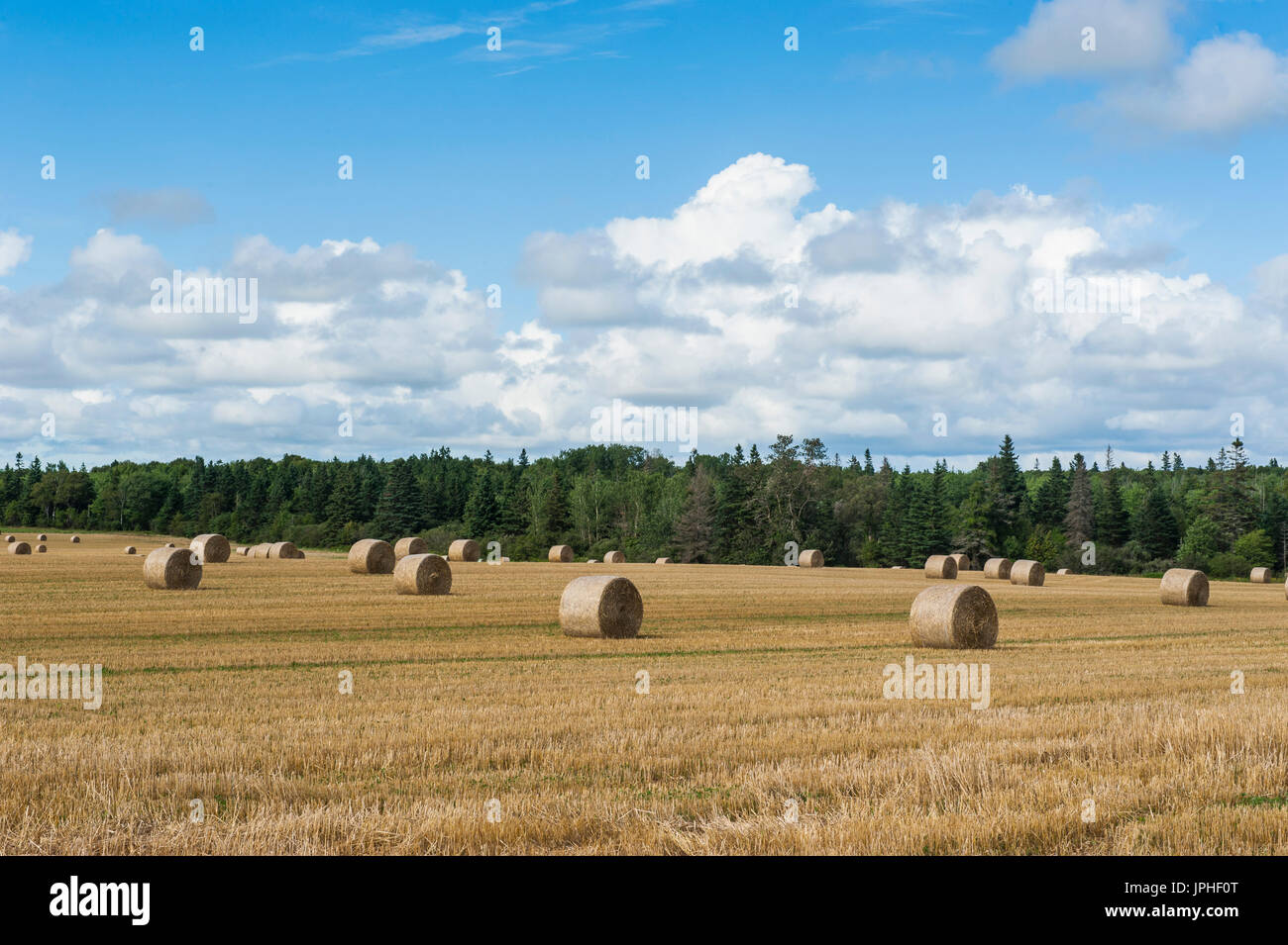 Harvested wheat field with bales of straw, Prince Edward island, Canada Stock Photo