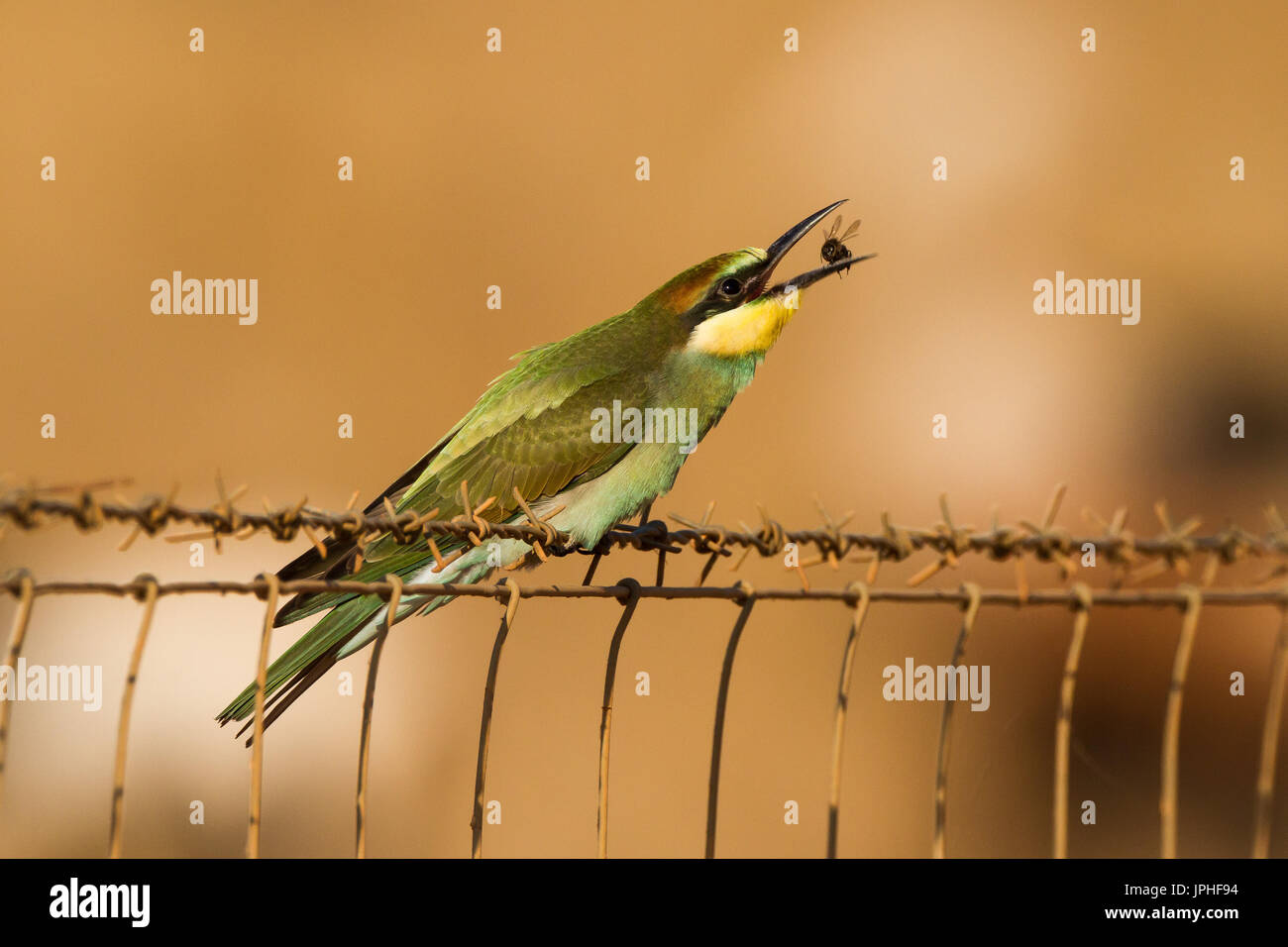 Bee eater bird eating hi-res stock photography and images - Alamy