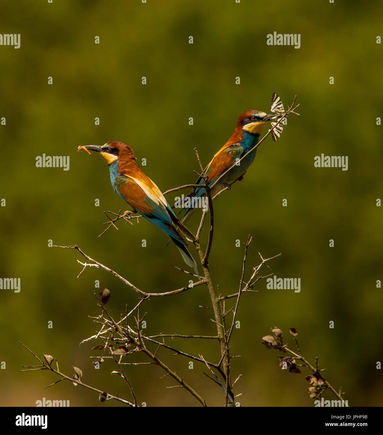 Two perched European Bee-eaters each with an insect in their beaks, one a butterfly, one a dragonfly Stock Photo
