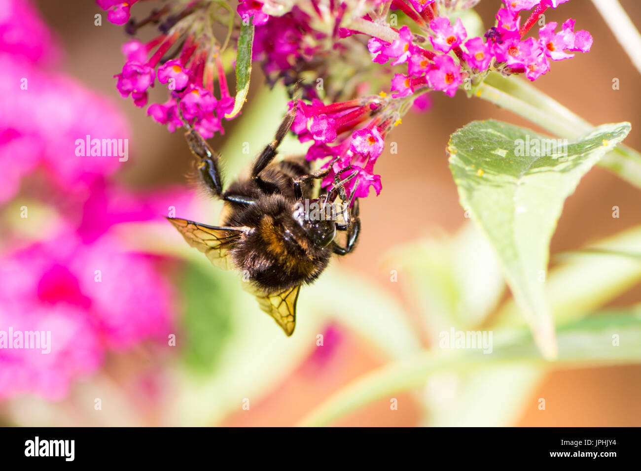Macro of a bumblebee collecting nectar at a budleja blossom Stock Photo