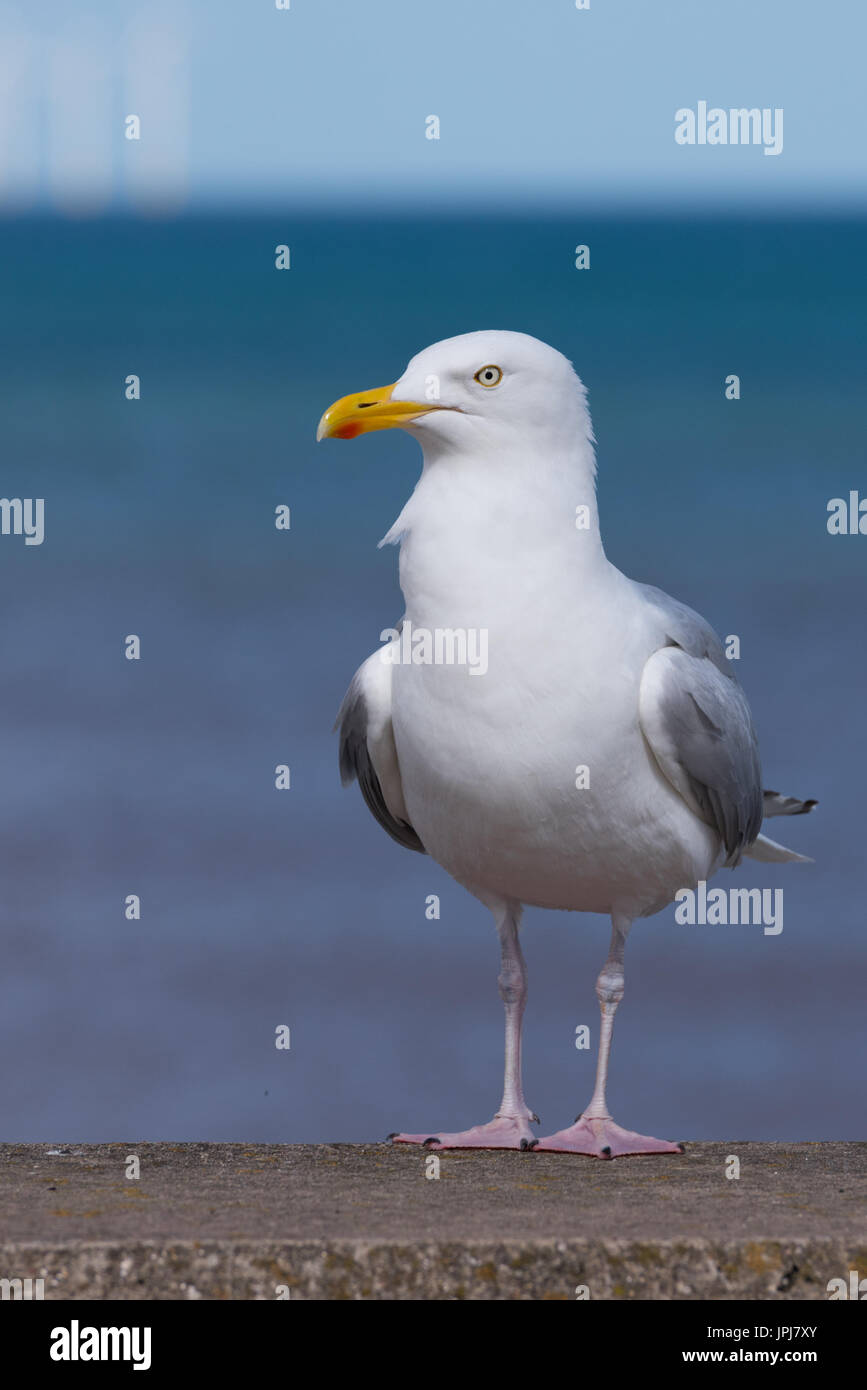 Seagull standing Stock Photo