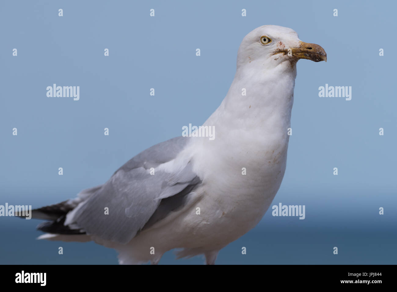 Seagull stood Stock Photo