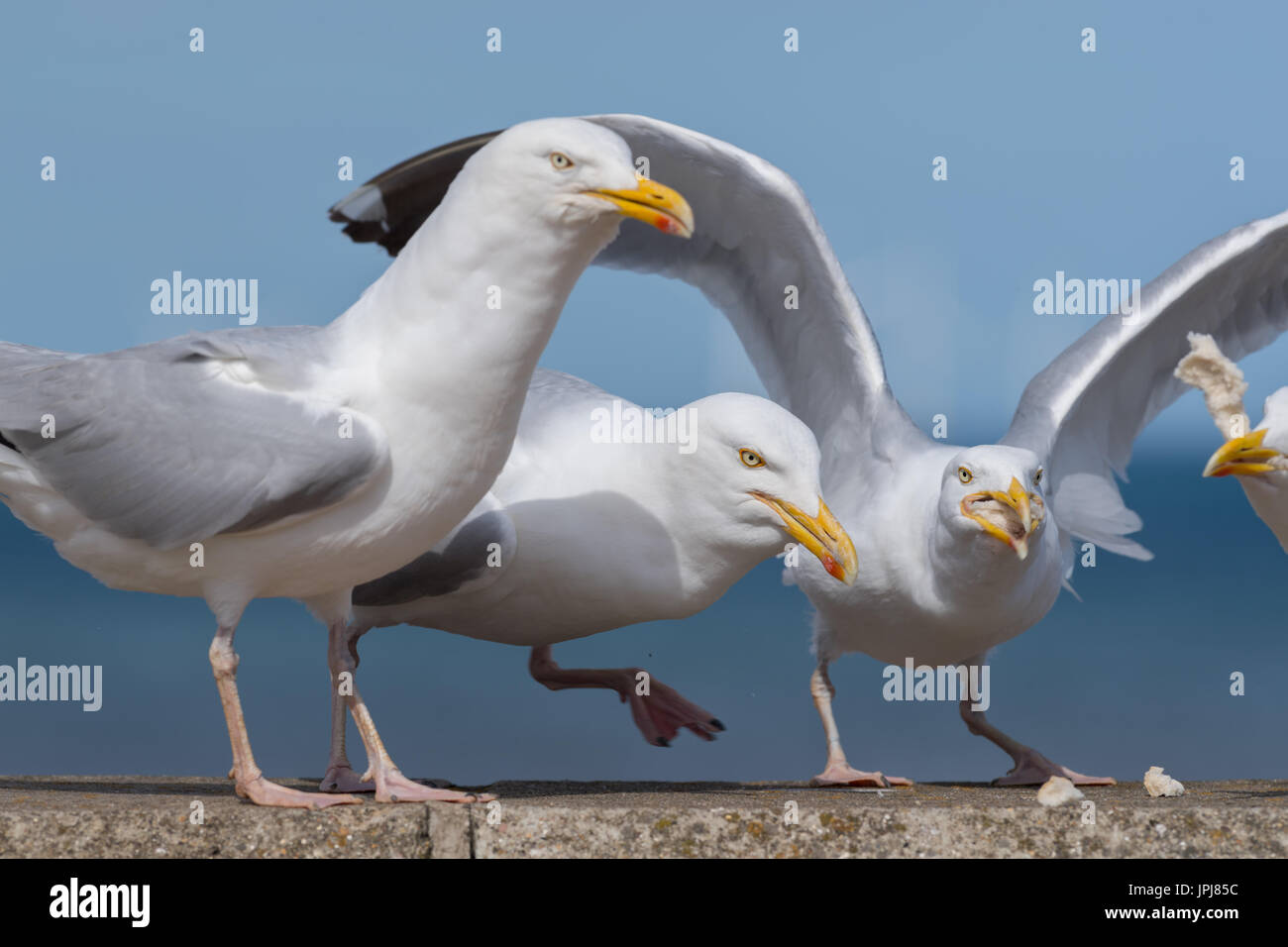 Seagull feeding Stock Photo