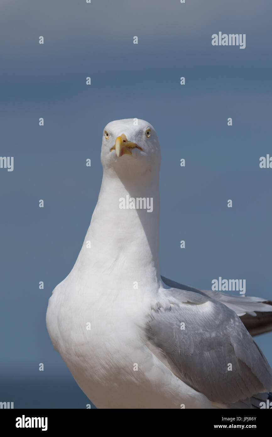 Seagull stood Stock Photo