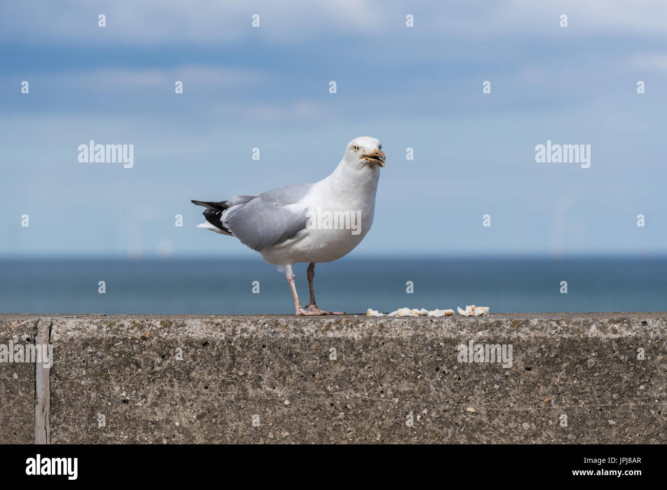 Seagull feeding Stock Photo