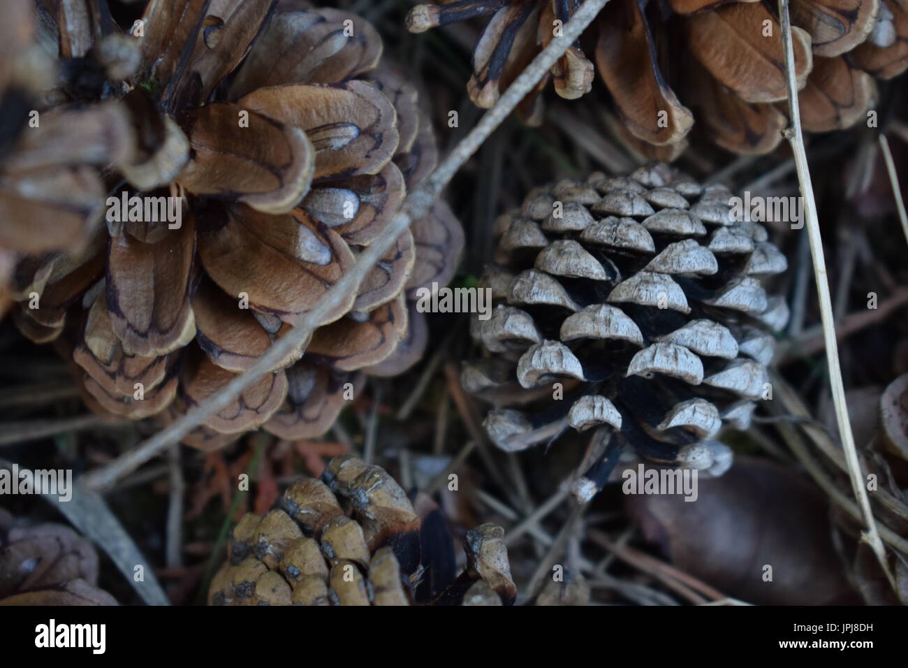 Pine cones on the ground Stock Photo