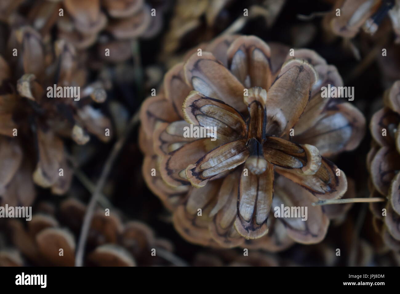 Pine cones on the ground Stock Photo