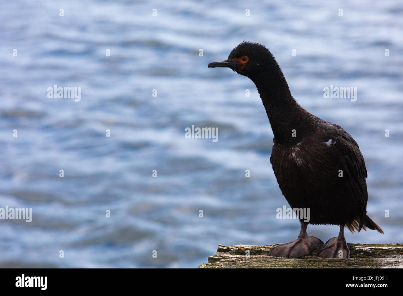 Rock cormorant, Falkland Islands Stock Photo Alamy