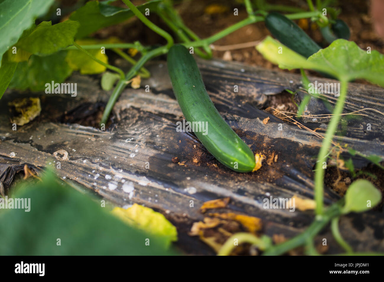 Cucumbers in a garden in the village. Scourge of cucumbers on the grid