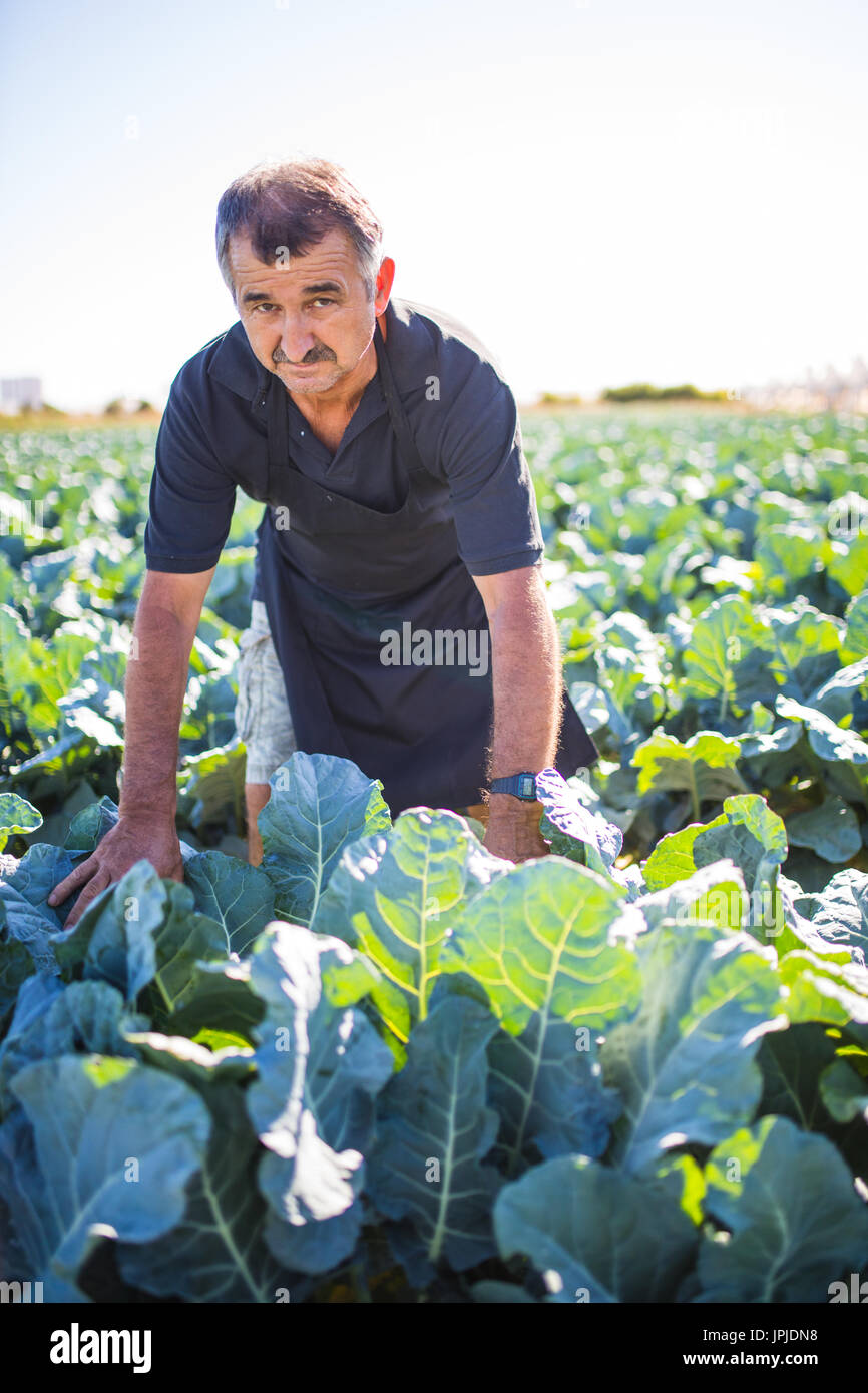 Gardening - a Man with organic salad in a vegetable garden. sunlight, copy space. Stock Photo