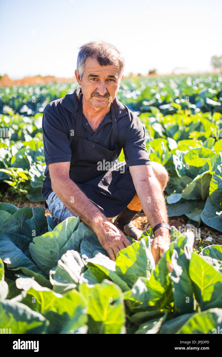Gardening - a Man with organic salad in a vegetable garden. sunlight, copy space. Stock Photo
