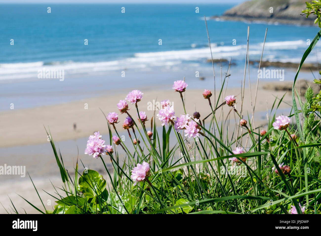 Sea Pink or Thrift (Armeria maritima) flowers growing above beach in early summer. Church Bay / Porth Swtan, Isle of Anglesey, North Wales, UK Stock Photo