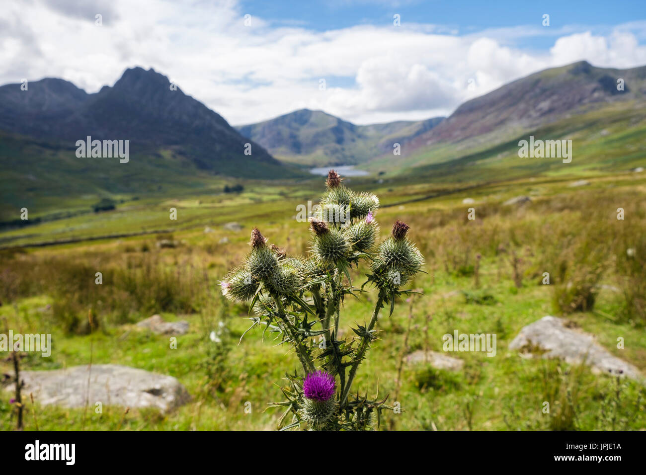 Spear Thistle (Cirsium vulgare) flower heads growing in Ogwen Valley in mountains of Snowdonia National Park in summer. Ogwen, Conwy, North Wales, UK, Stock Photo